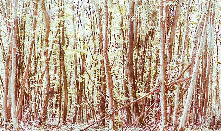 Polonezköy SW forest: treescape