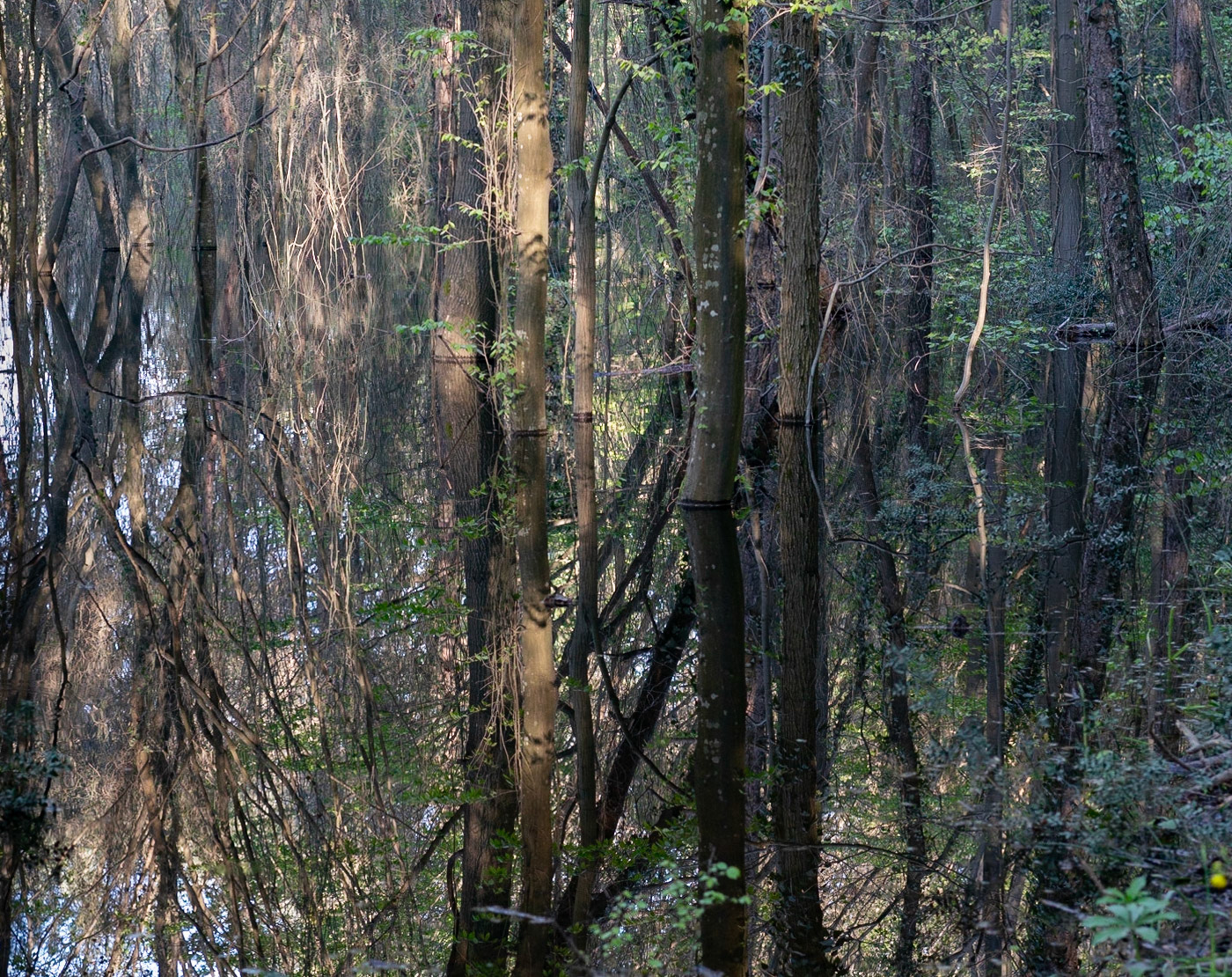 İmrahor swamp: trees &amp; reflections