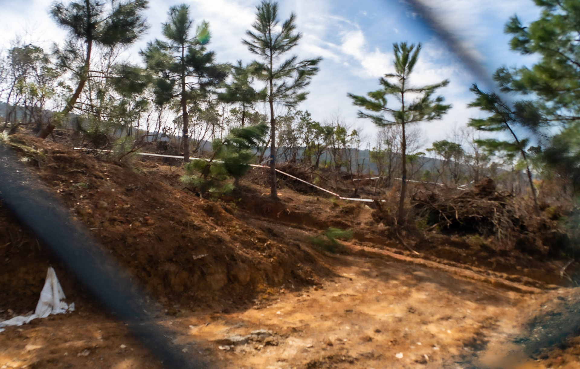Kirazlı woods: recently demarcated and partly-cleared land