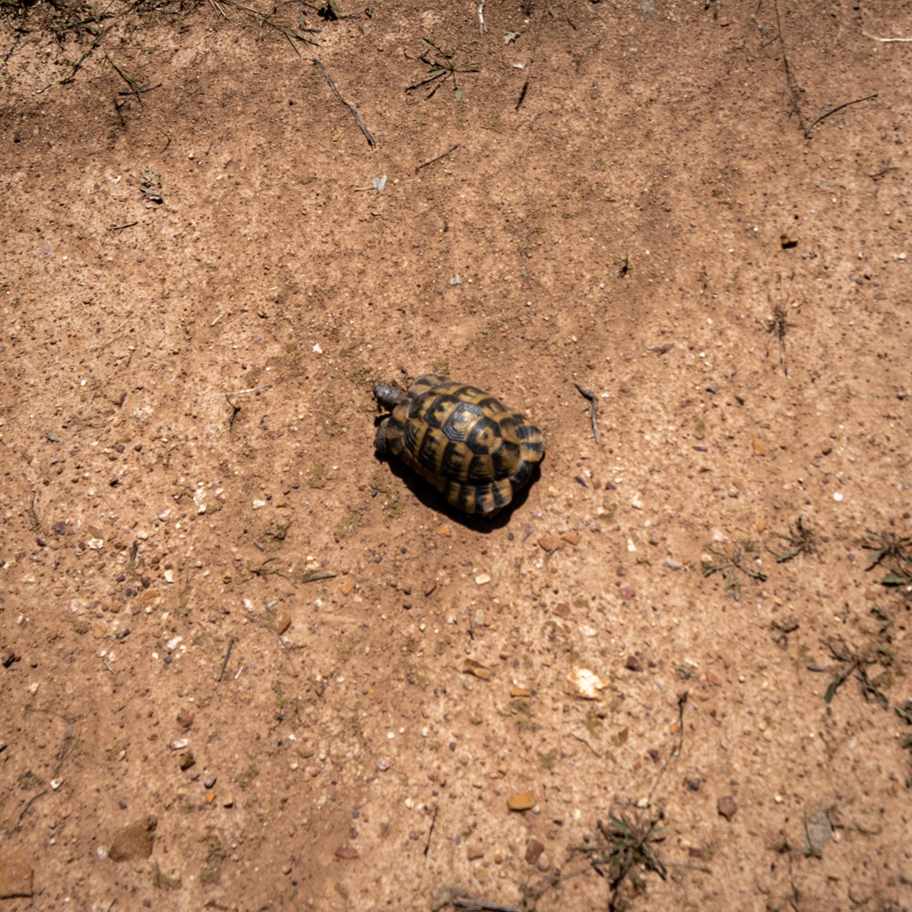 Kanlı forest: tortoise