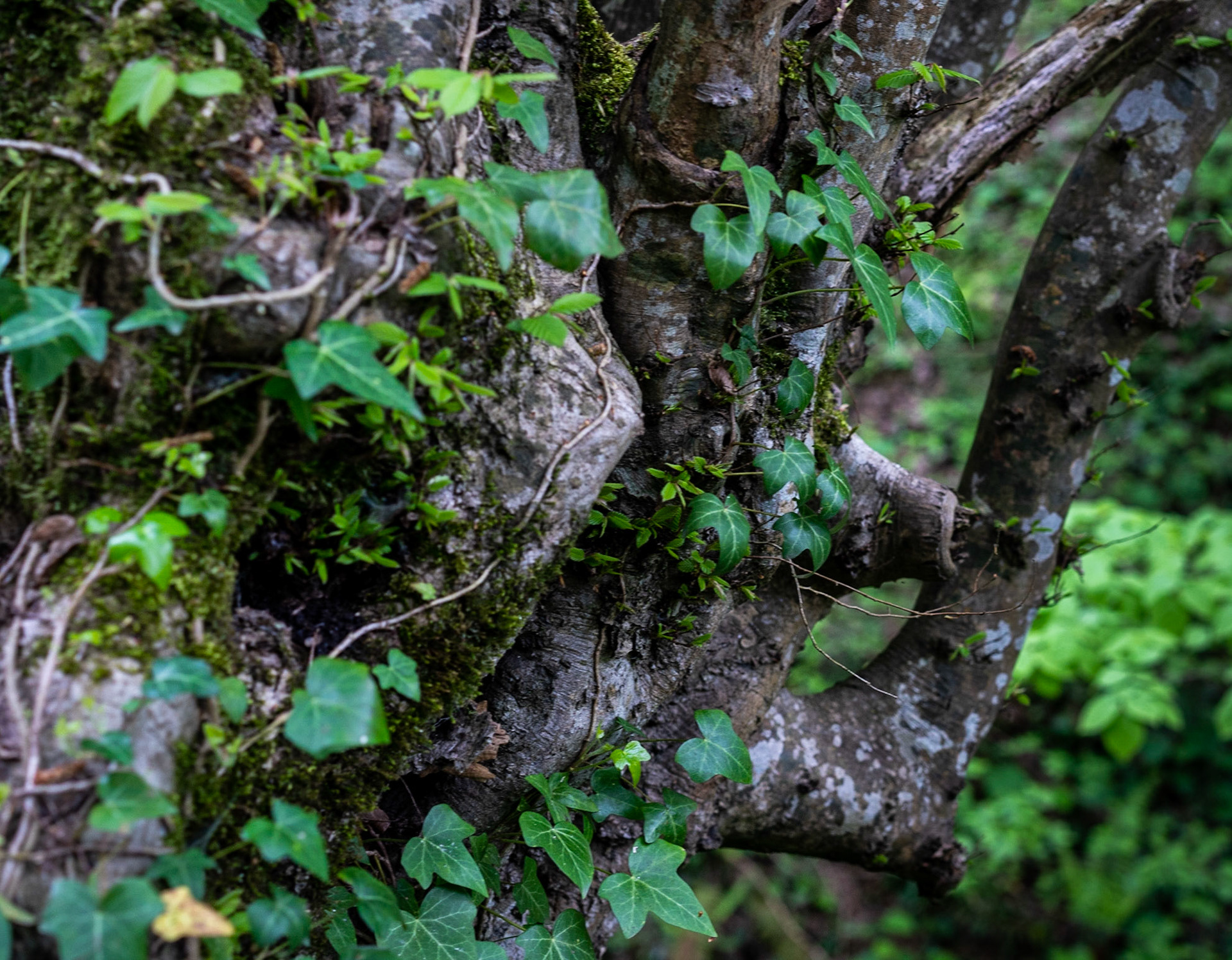 between Kılıçlı Köyü and İshaklıköy: angular tree