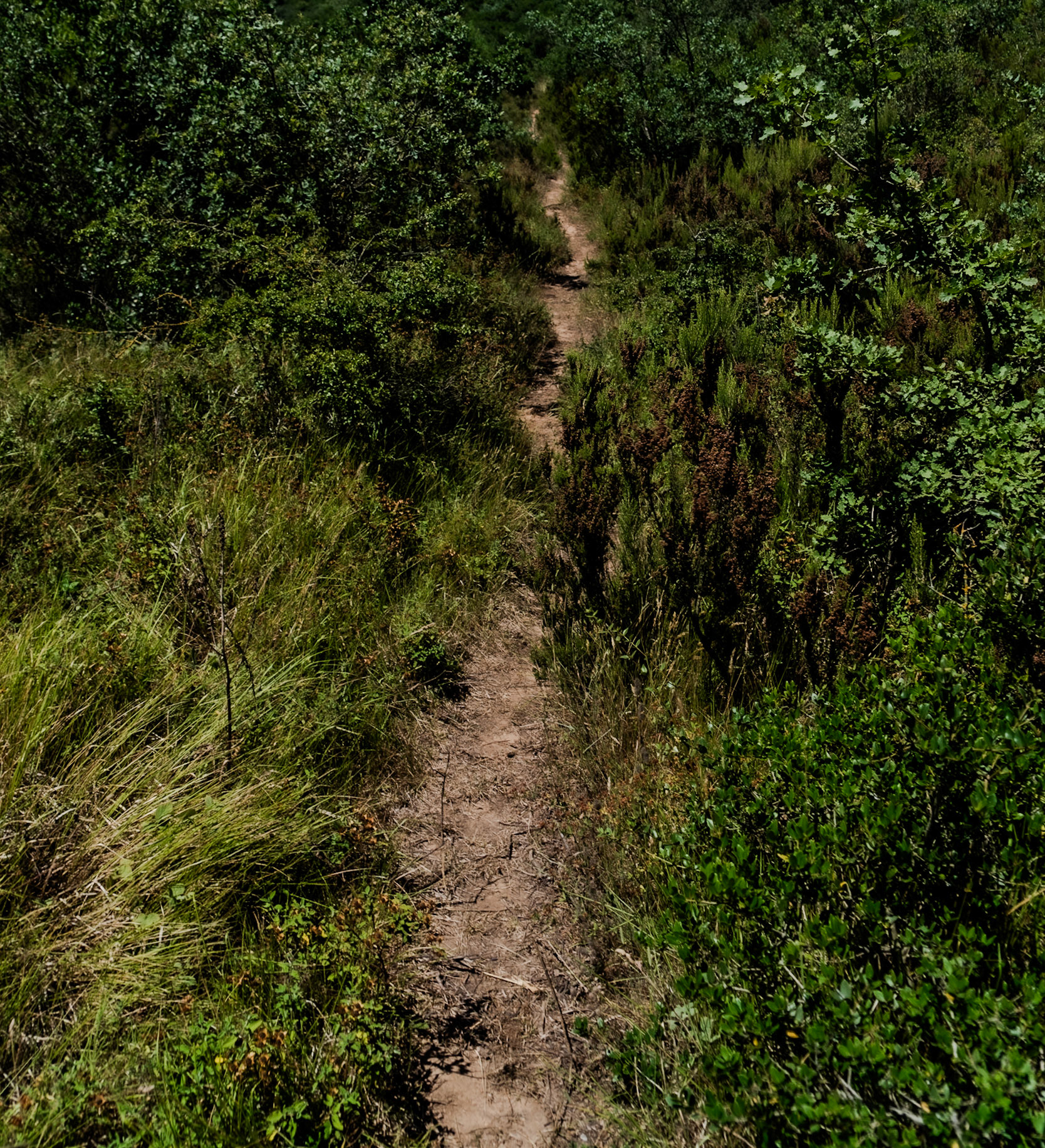 Kayışdaǧ tepesi: path up