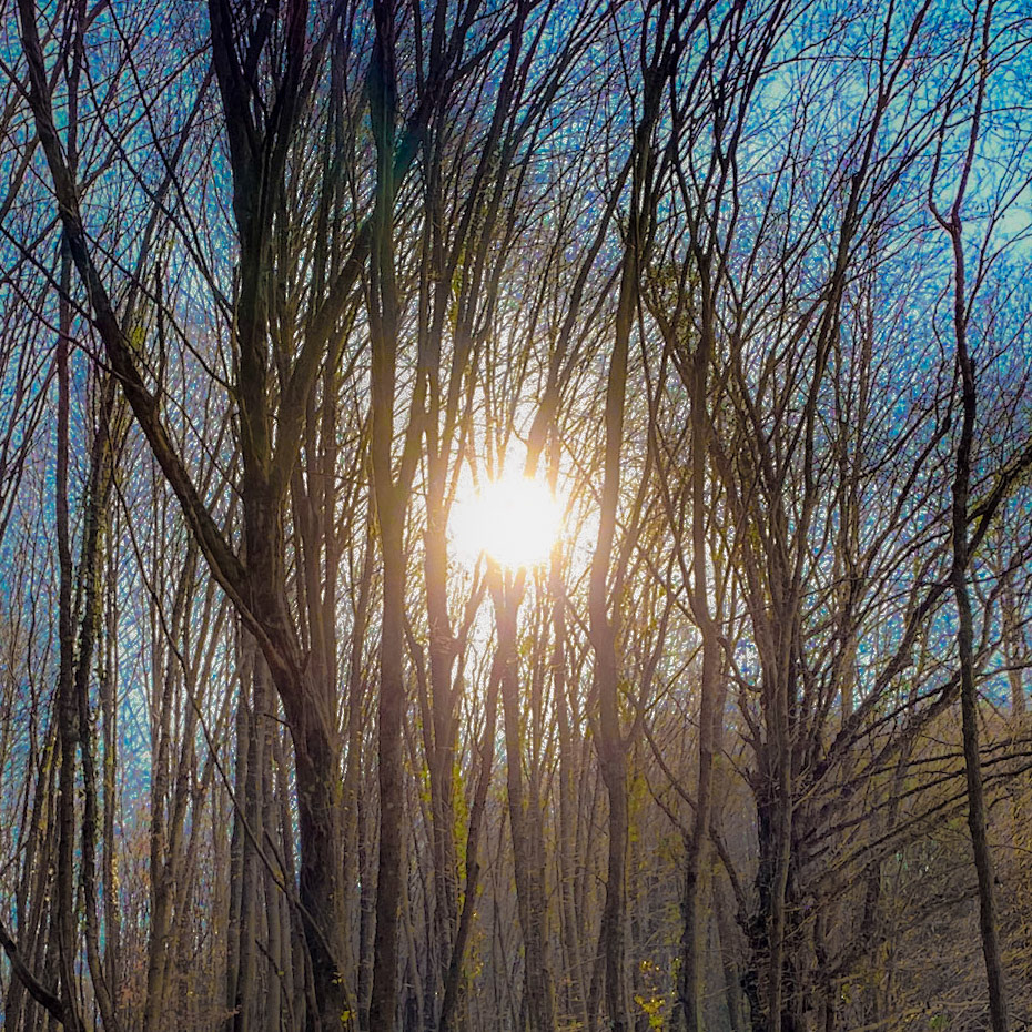 between Cumhuriyet and Polonezköy: the sun through winter trees