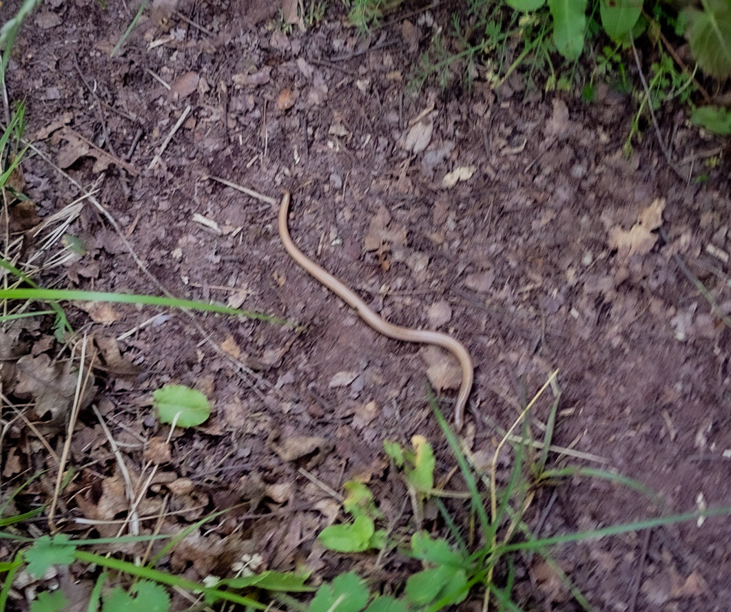 Kargalı northwestern forest: slow worm (?)