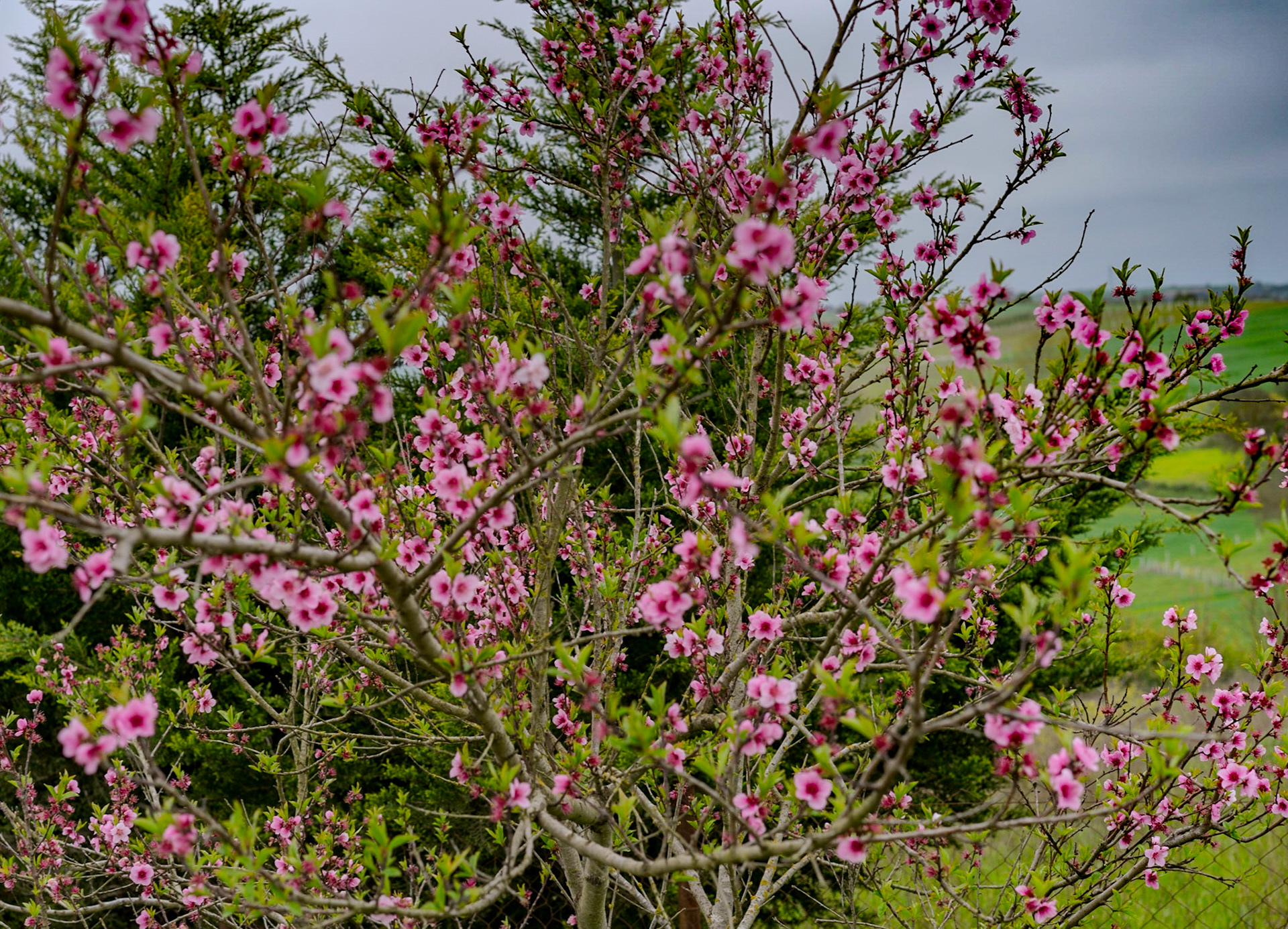 between Germe and Baklalı: peach blossom