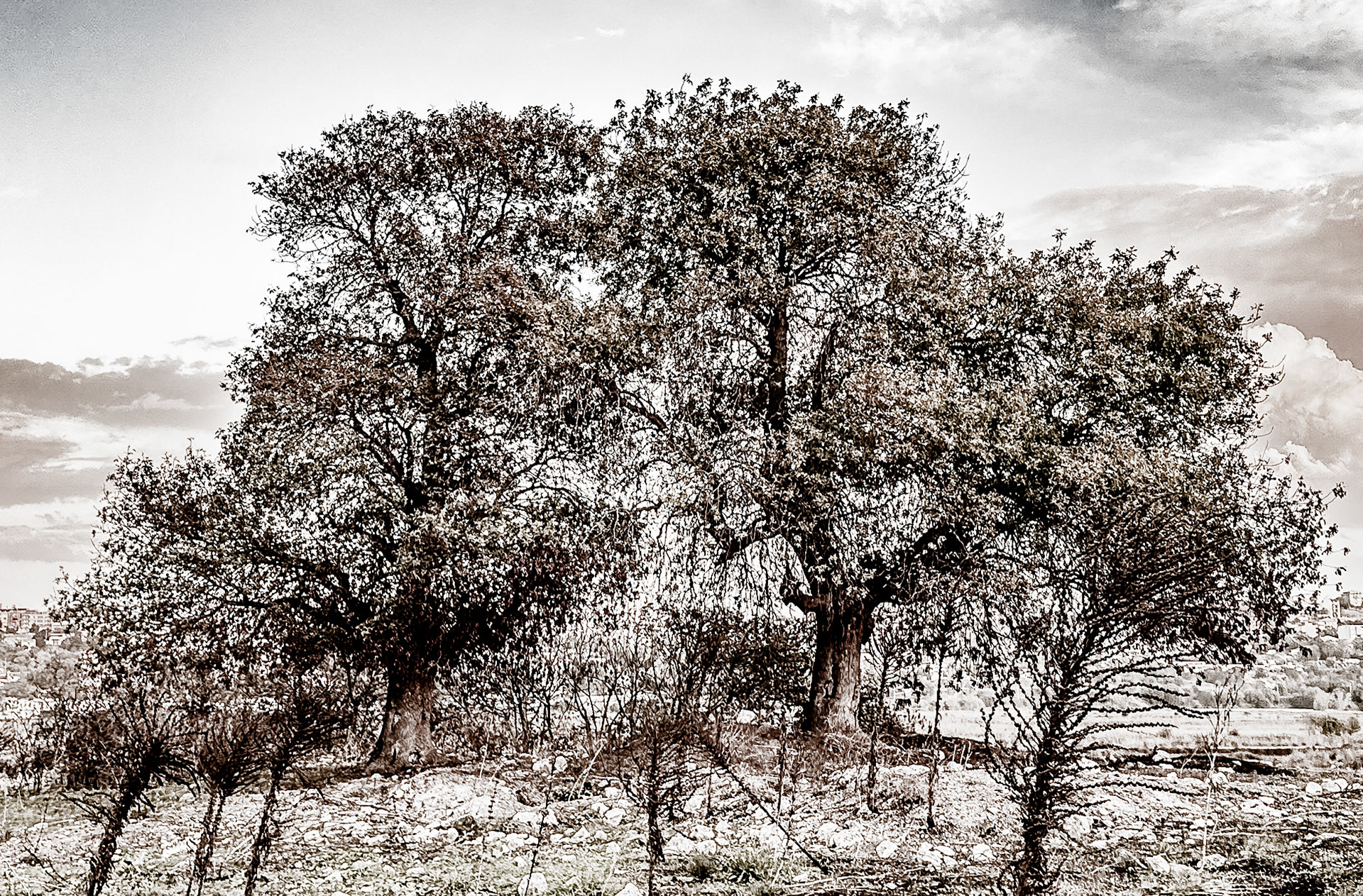 Melentiade: old oaks