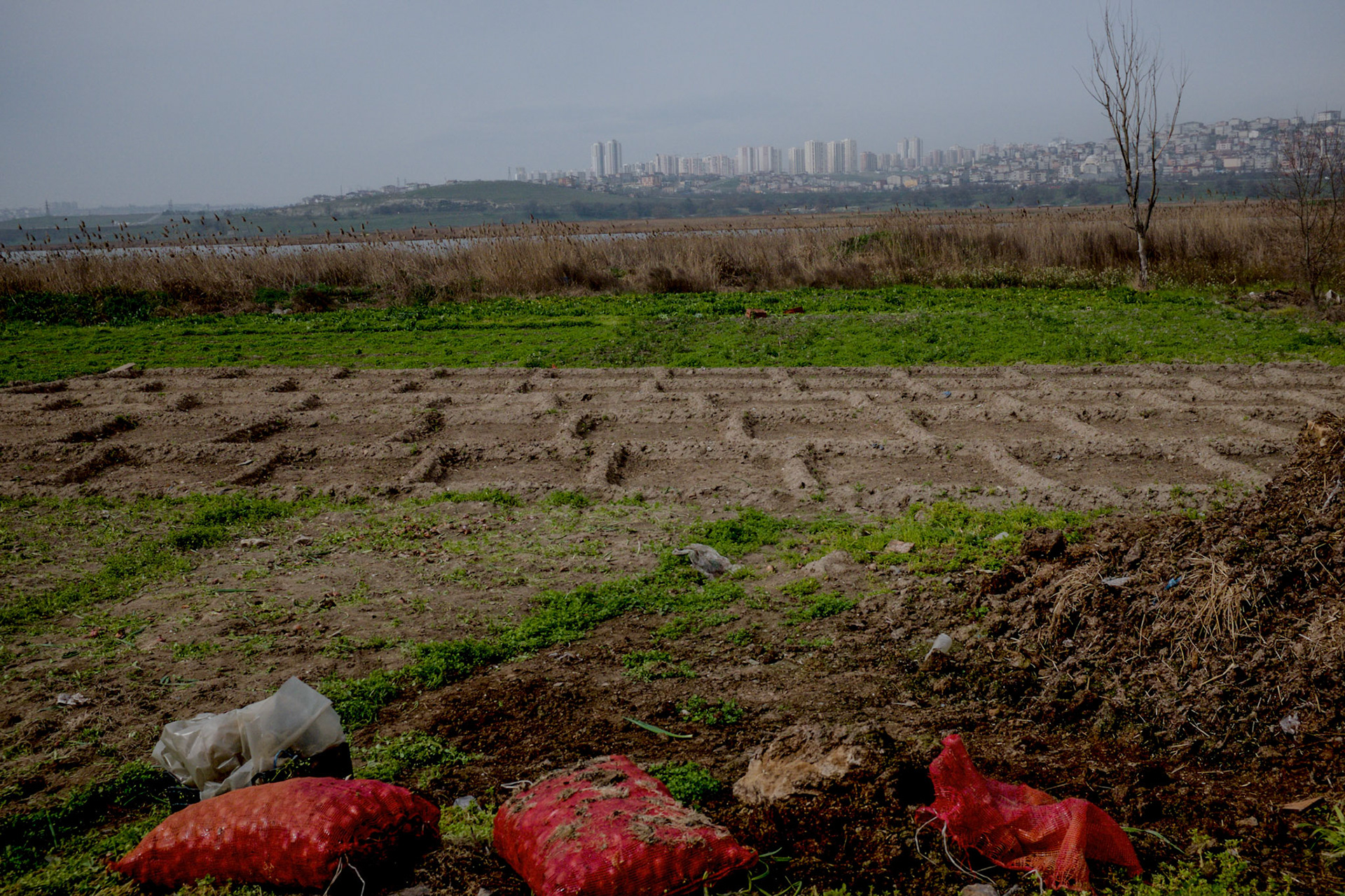 between the north-eastern Küçükçekmece marsh and the nuclear research centre: a city farm with Başakşehir in the background