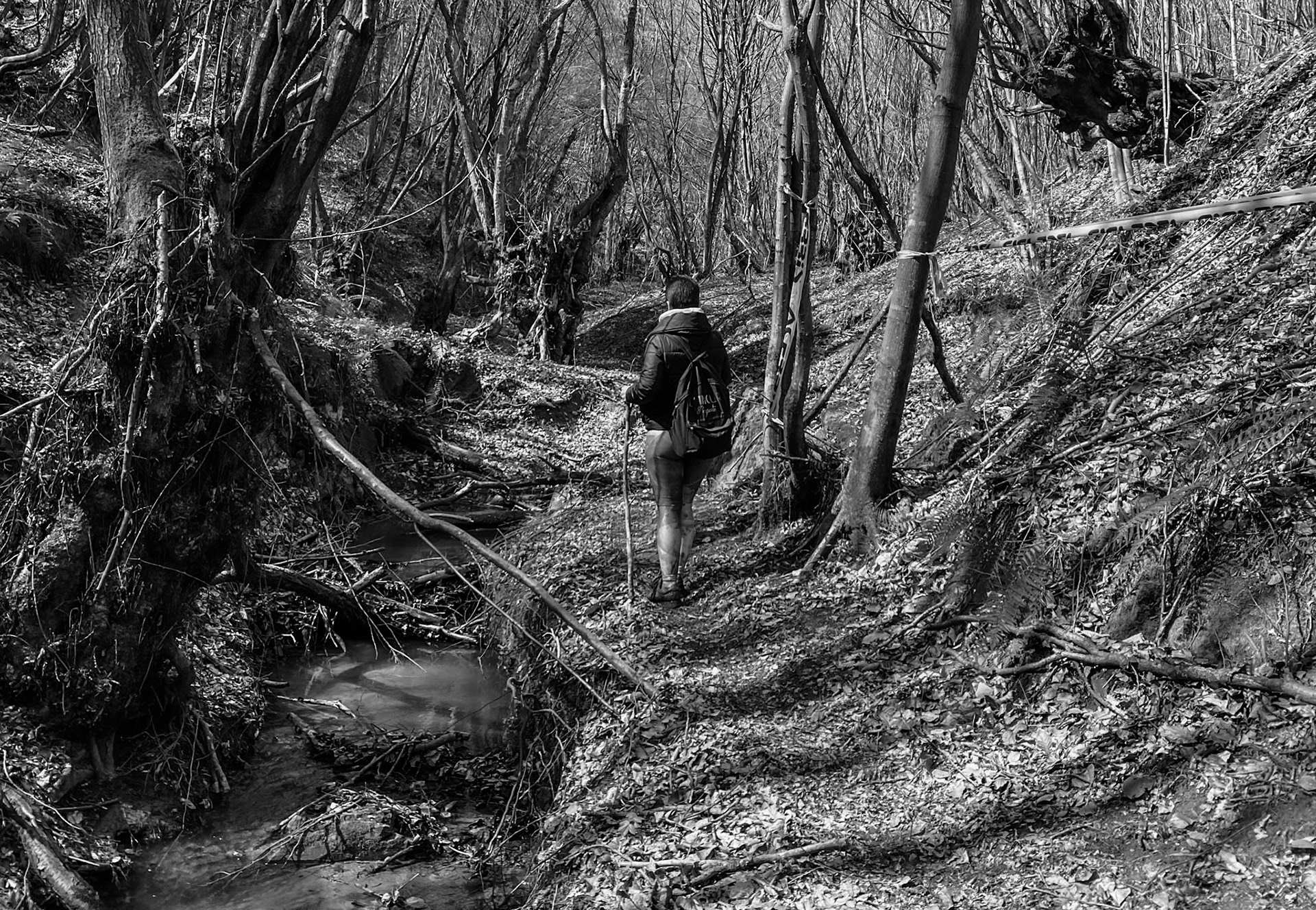 Zerzevat stream valley: walking past old trees