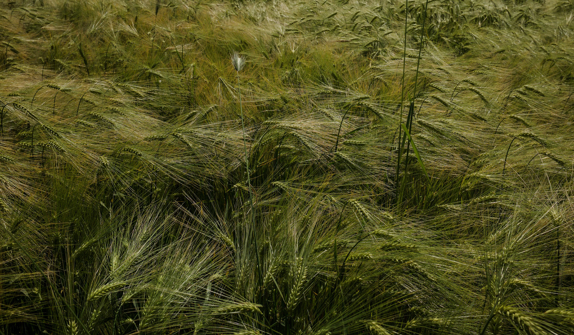 Dursunköy:  a field of wheat northwest of the village