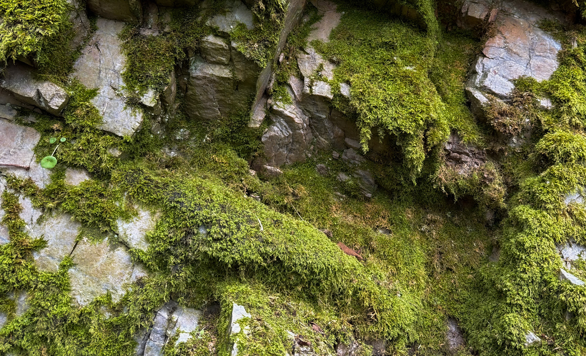 Dereseki forest traverse: a mossy rock wall