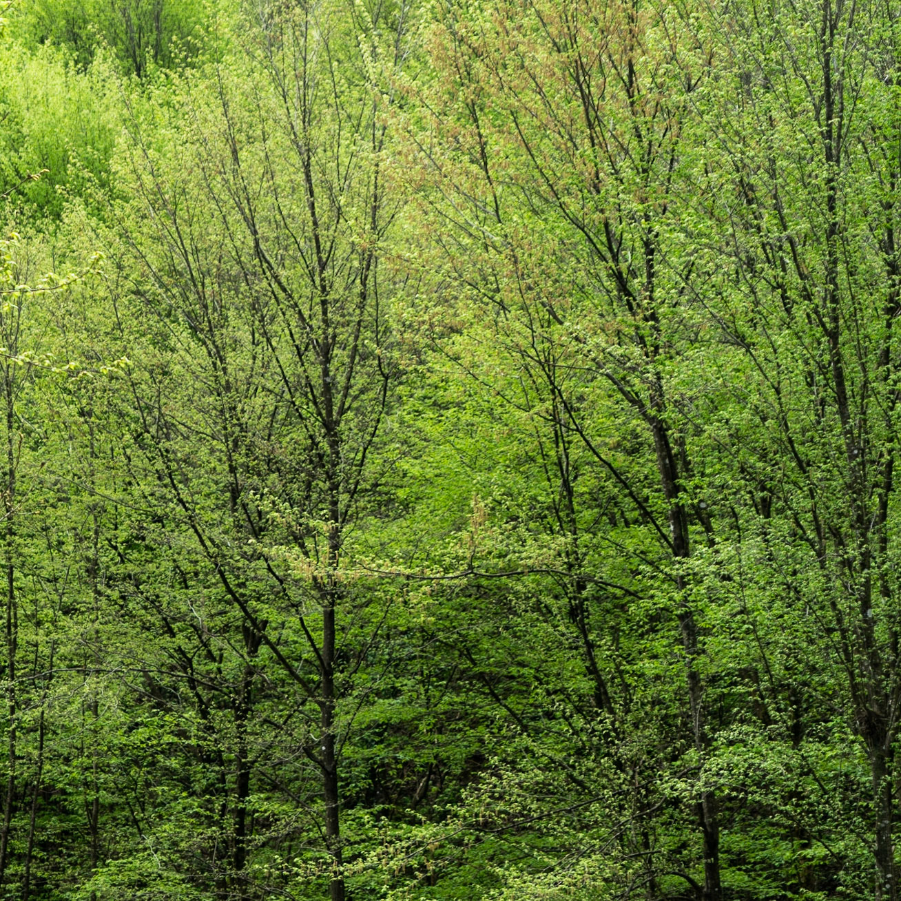 between Alemdaǧ and Reşadiye: Spring trees