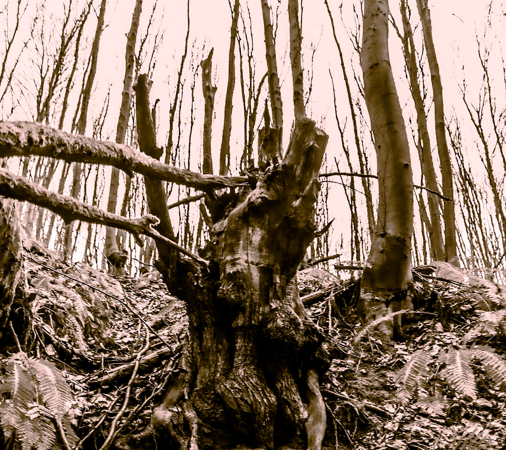 Polonezköy forests: broken tree trunk