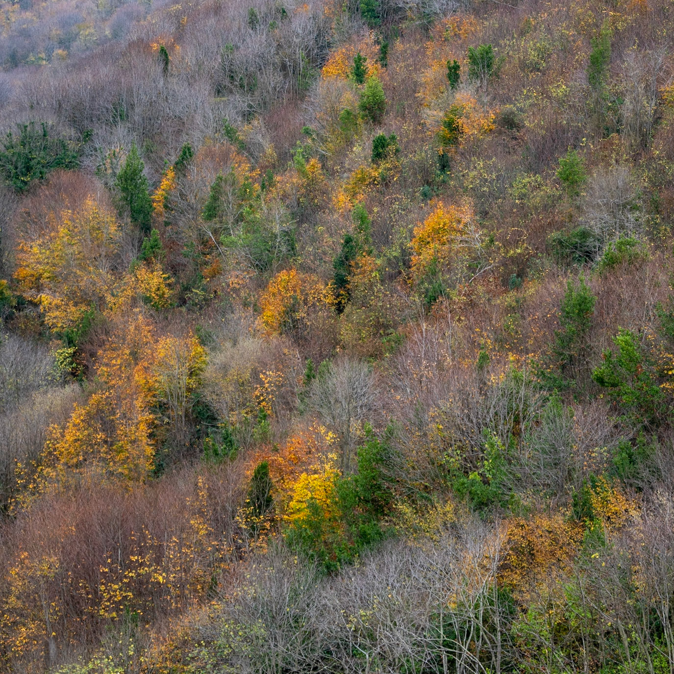 Kaynarca estate: autumnal trees