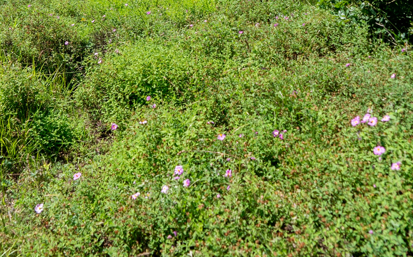 Kanlı forest: pink flowers