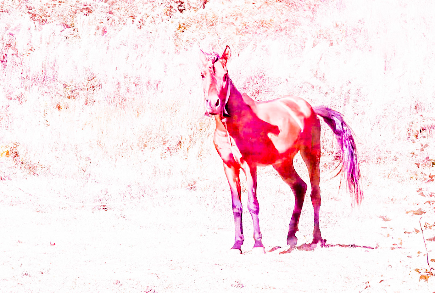 Mahmut Şevket Paşa northern hills: tethered horse