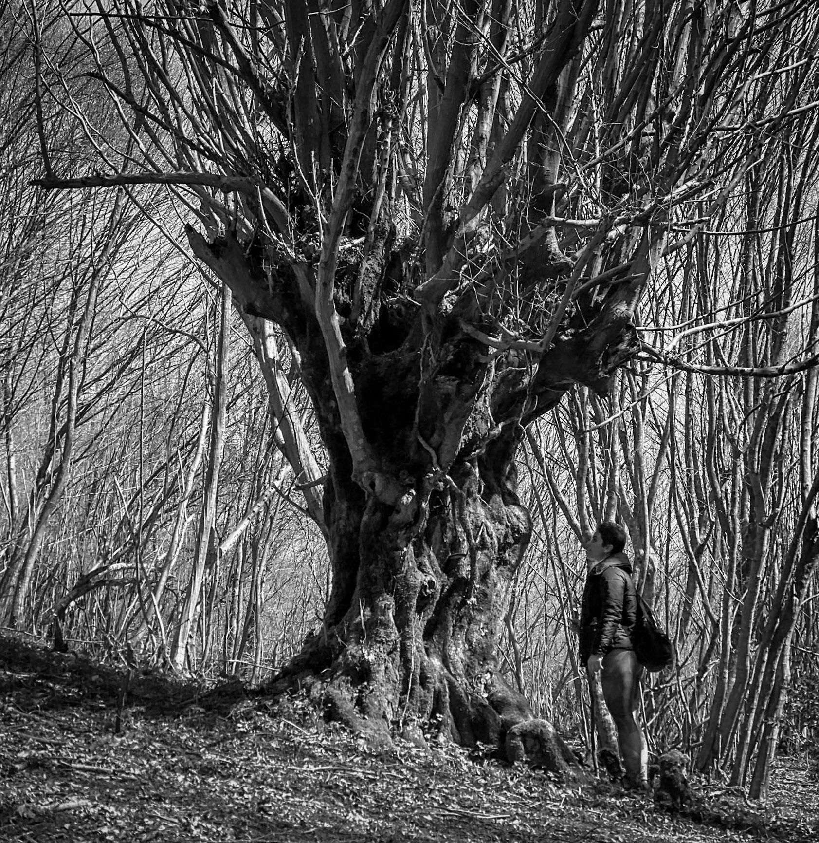 Zerzevat stream valley: splendid venerable tree