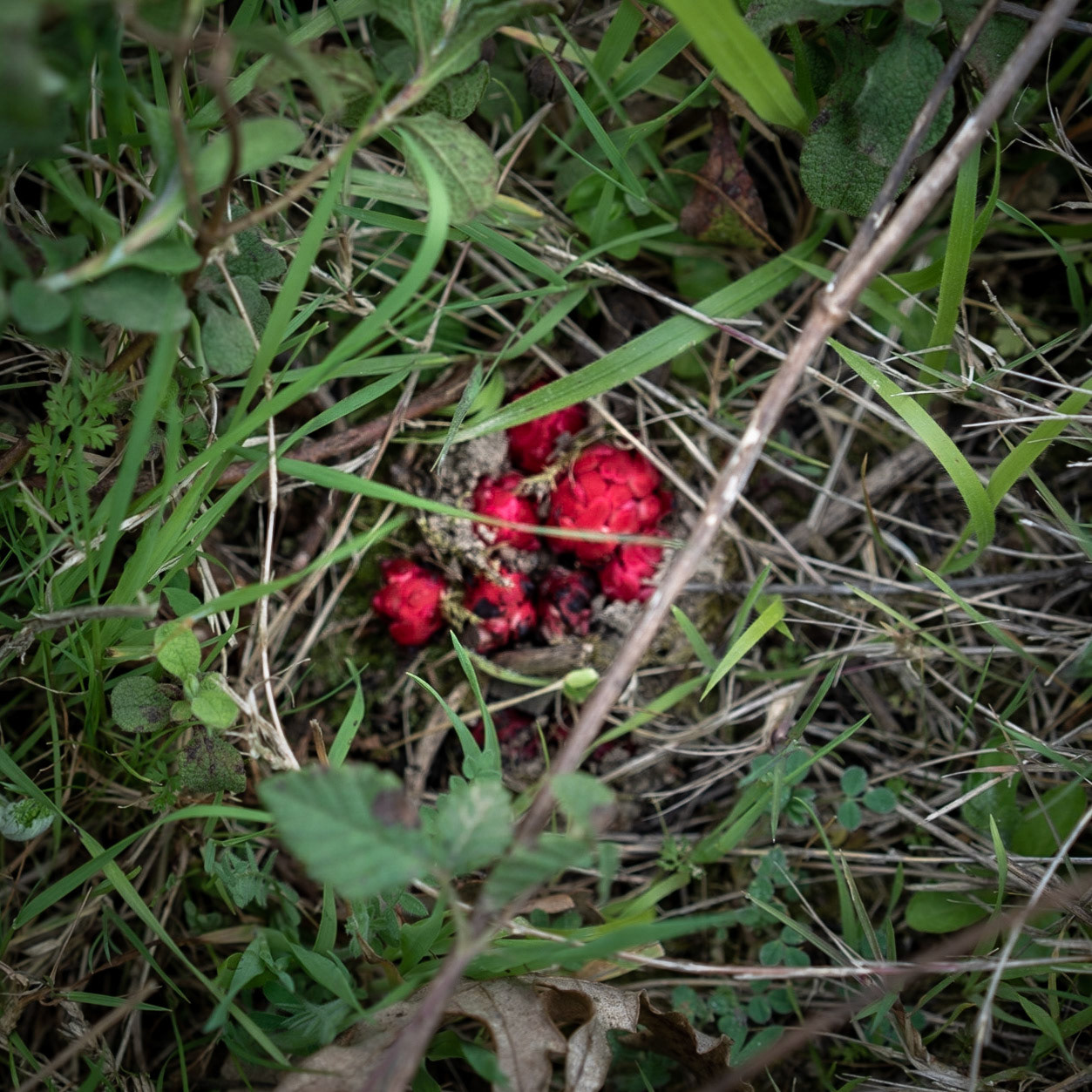 between Kılıçlı Köyü and İshaklıköy: bright red ground-hugging flower (what is it?)