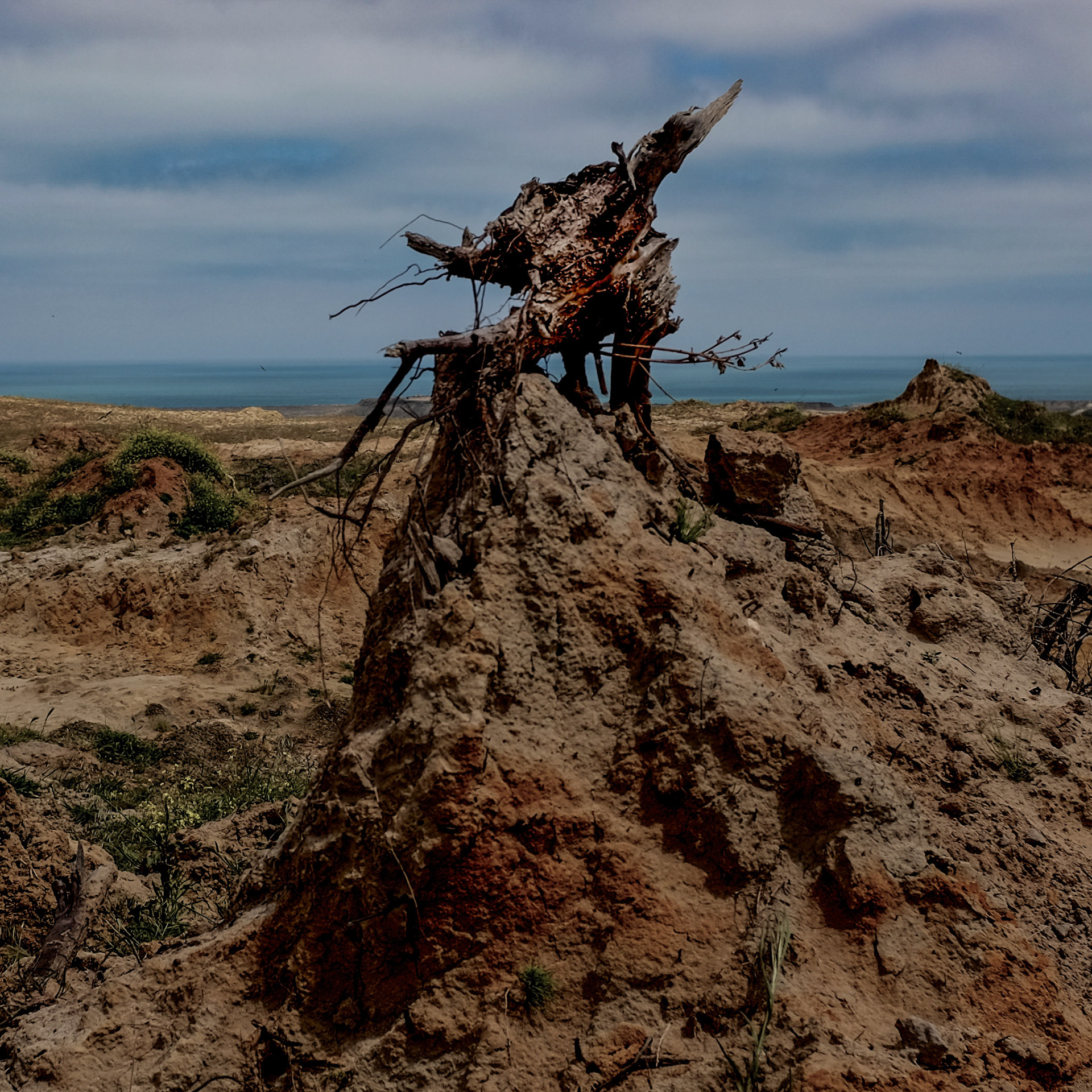 Yeniköy: what's left of a tree during the construction of Istanbul Airport on the abandoned opencast mine-workings