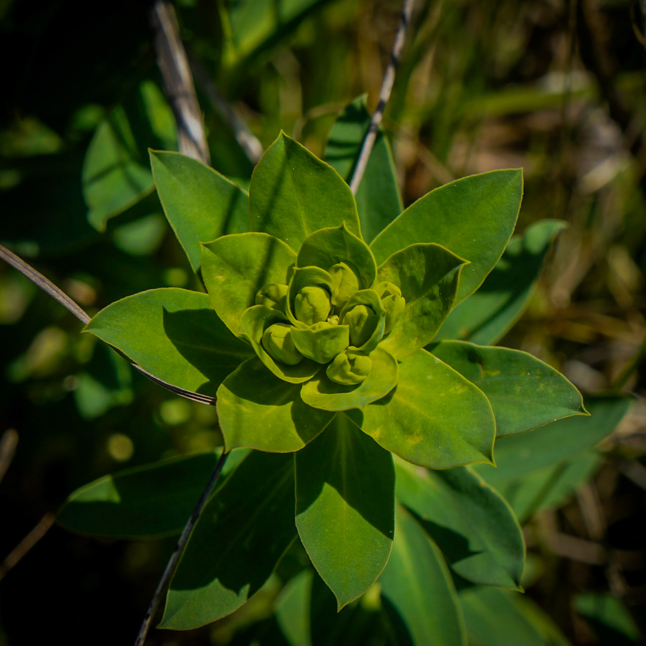 Küçükçekmece western lakeside: large plant about to burst into flower (honey-flowered spurge / dere sütleğeni)