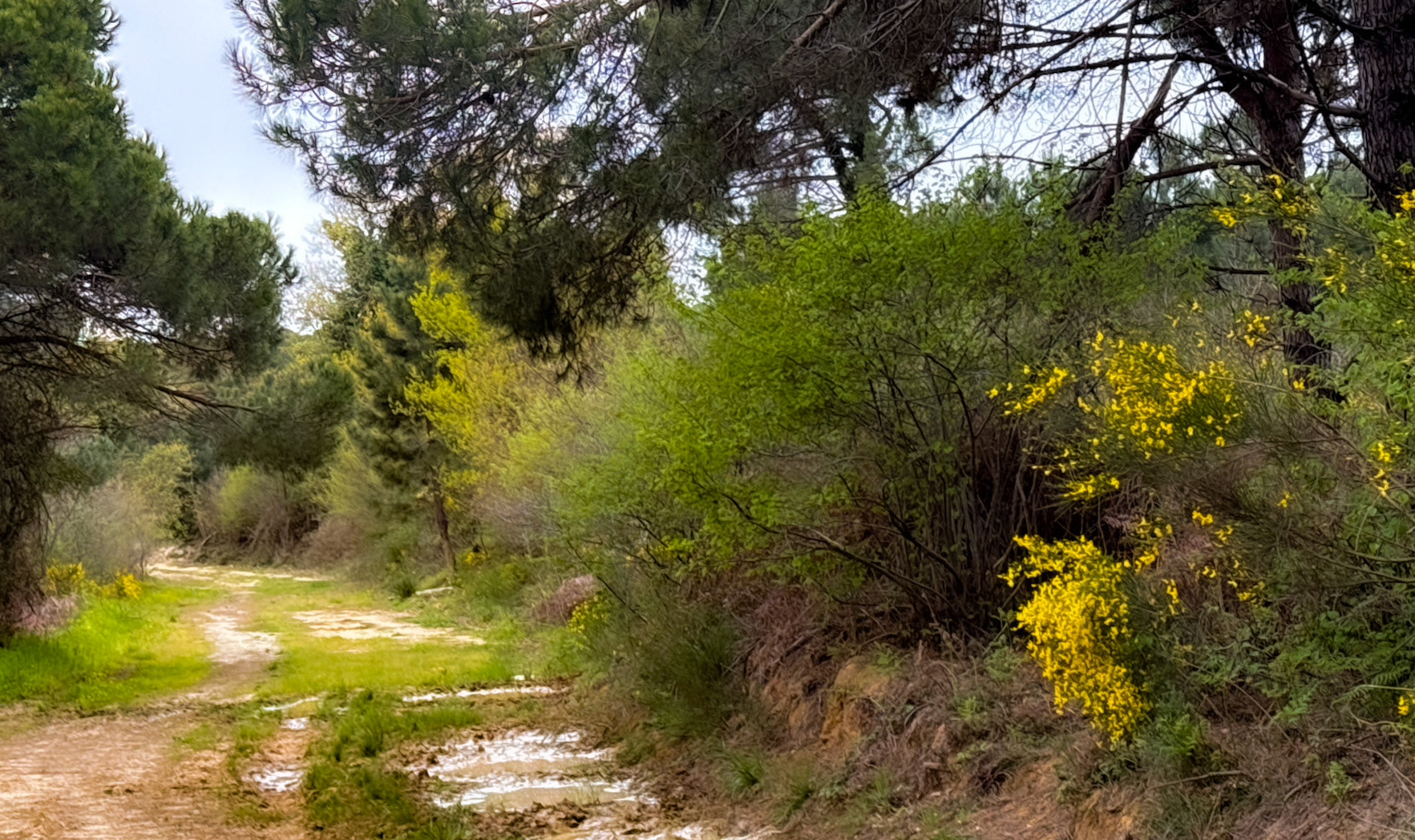 between the first Sazlıdere flower meadow and Terkos: track