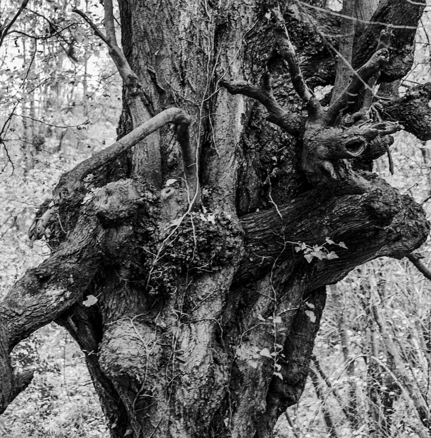 Alibahadır western forest stream valley: ancient tree