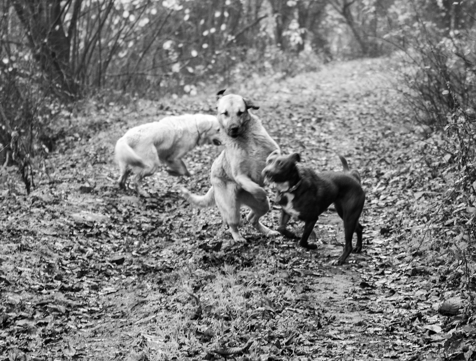 Bozhane forest: Lucia, Luka and a feral dog