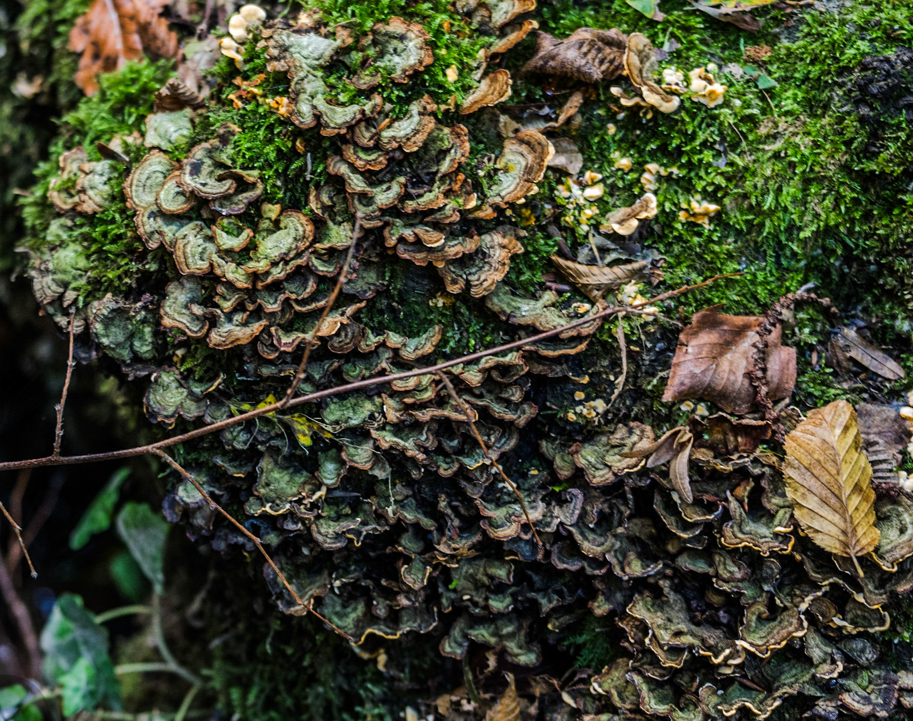 Zerzevat east streamwalk: dark-hued wood fungi