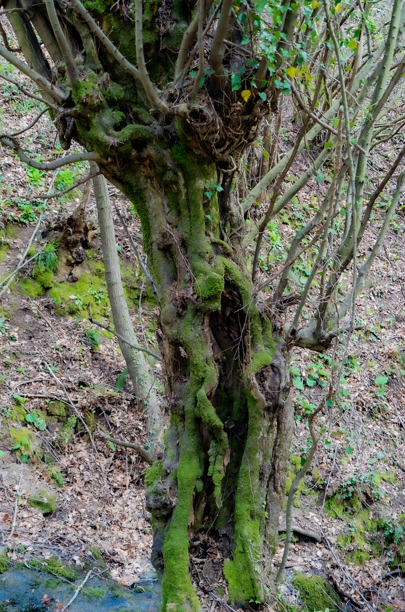 Kozlu stream valley: an old tree