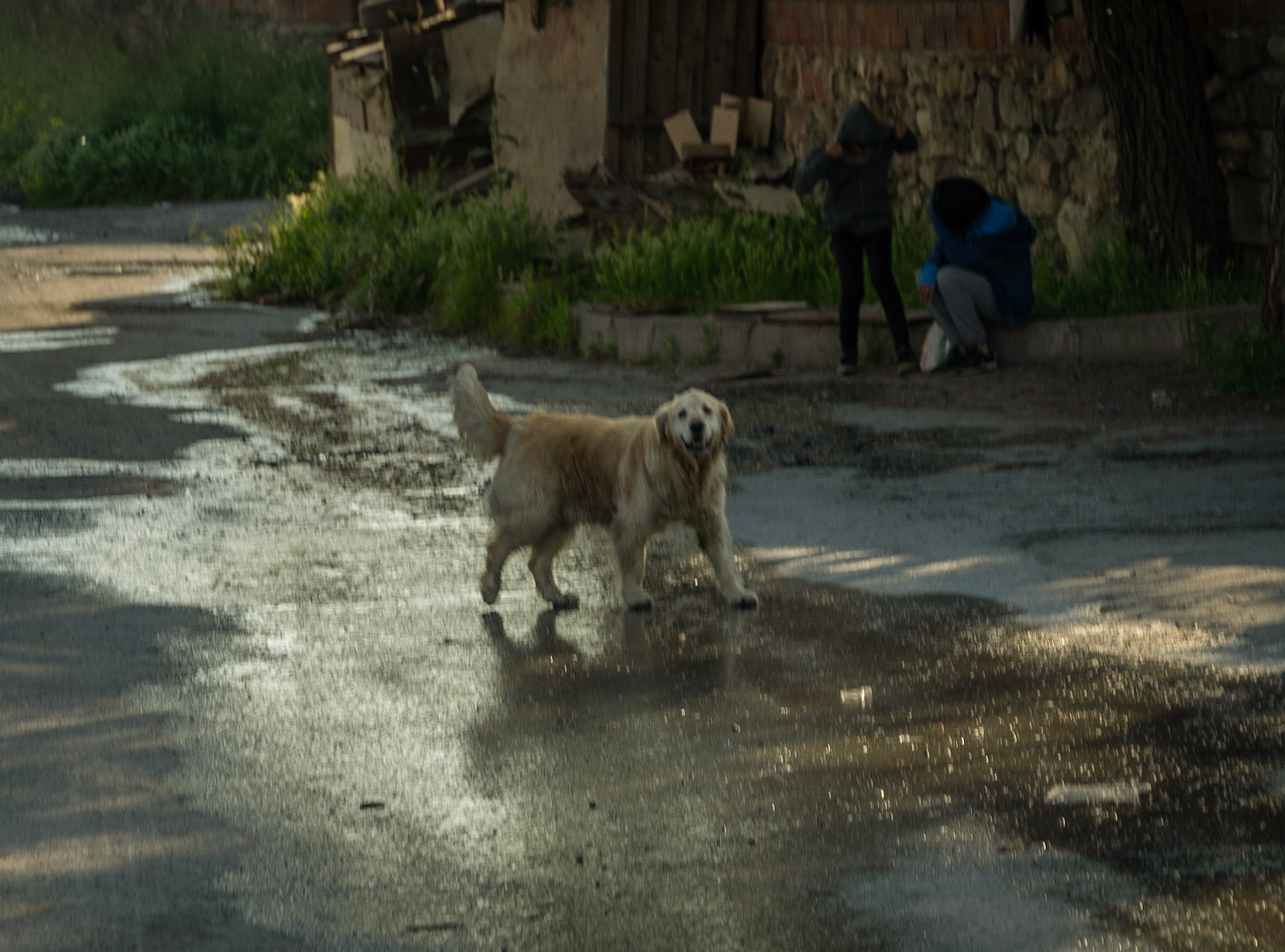 Altınşehir: a captivating dog