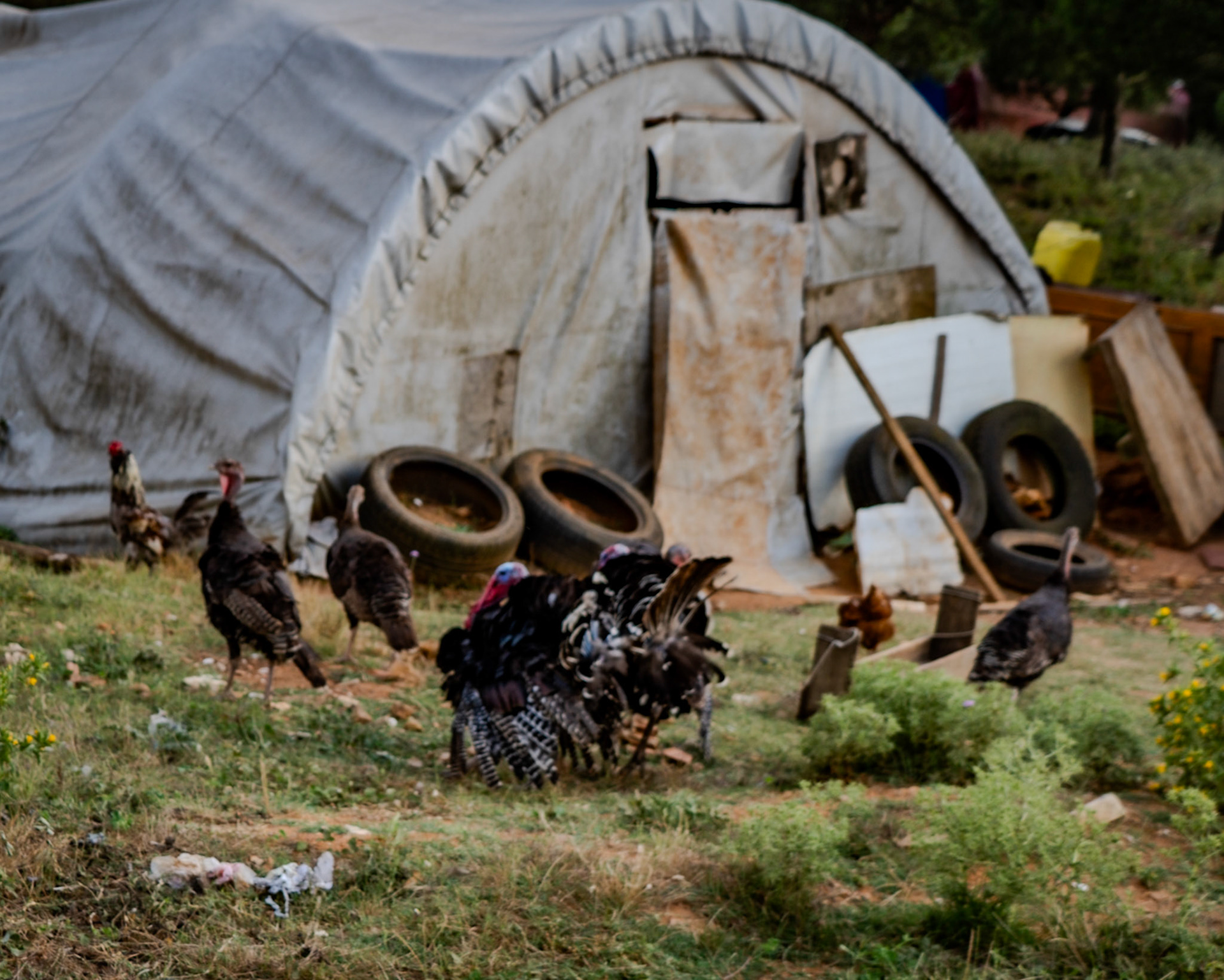 Ortadaǧ small hill: poultry