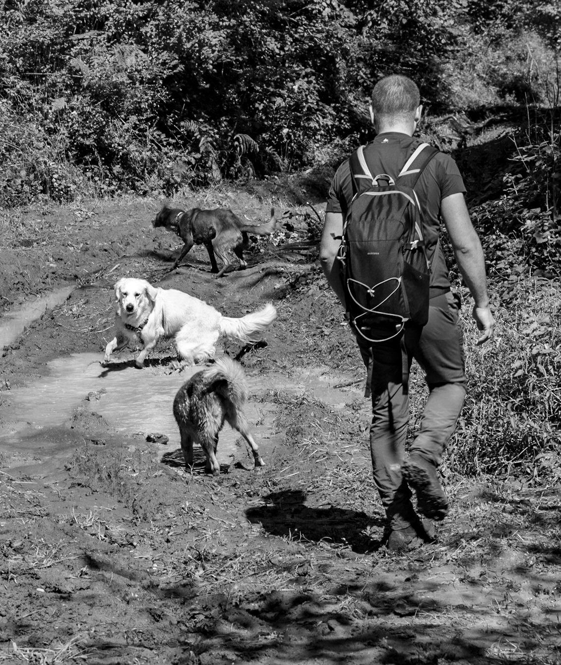 Atdosun forest: mud-loving dogs and Alp