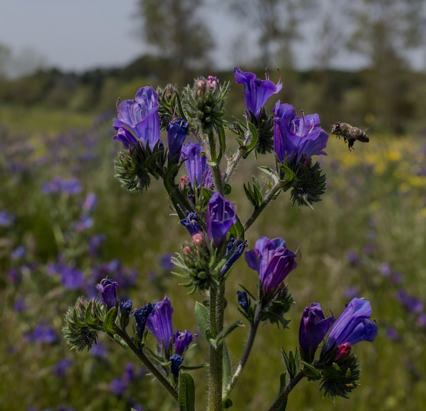 the first Sazlıdere flower meadow: a purple viper’s bugloss with a bee