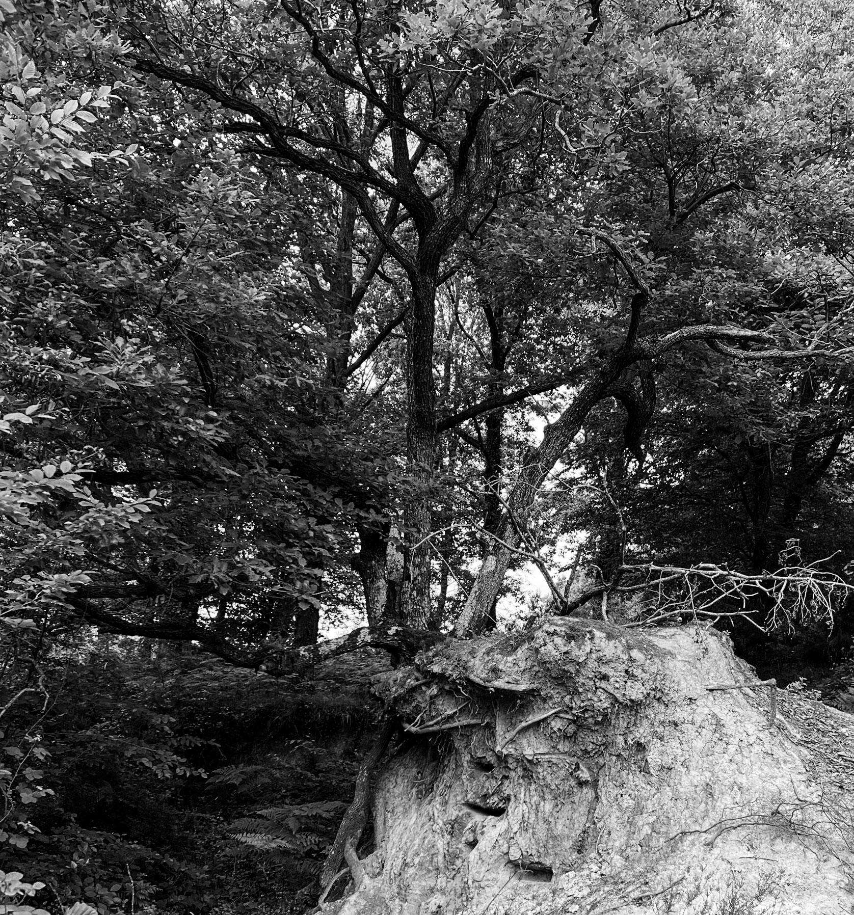 Mahmut Şevket Paşa W hill: exposed tree