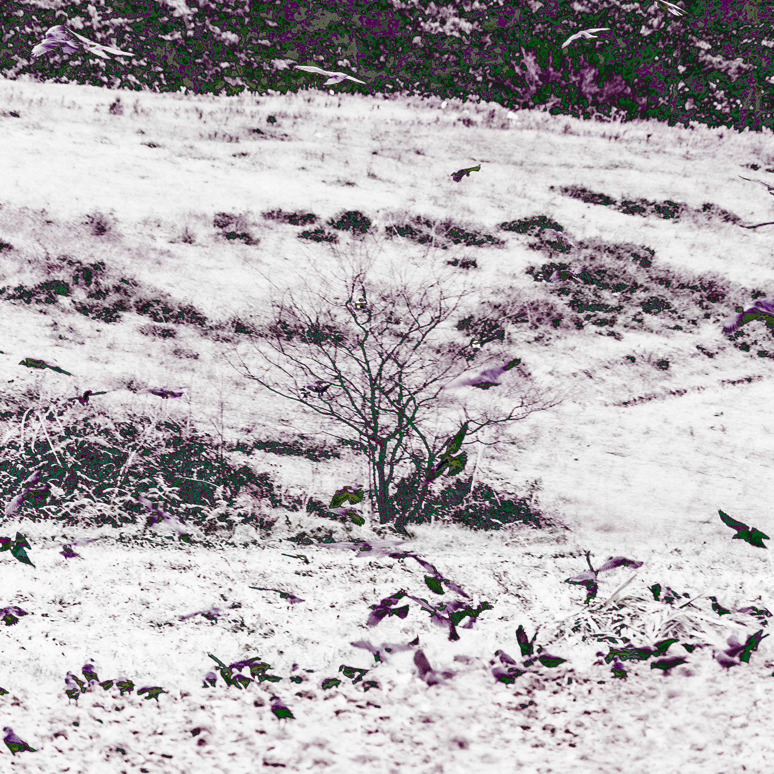 Nişantepe valley: a flock of crows