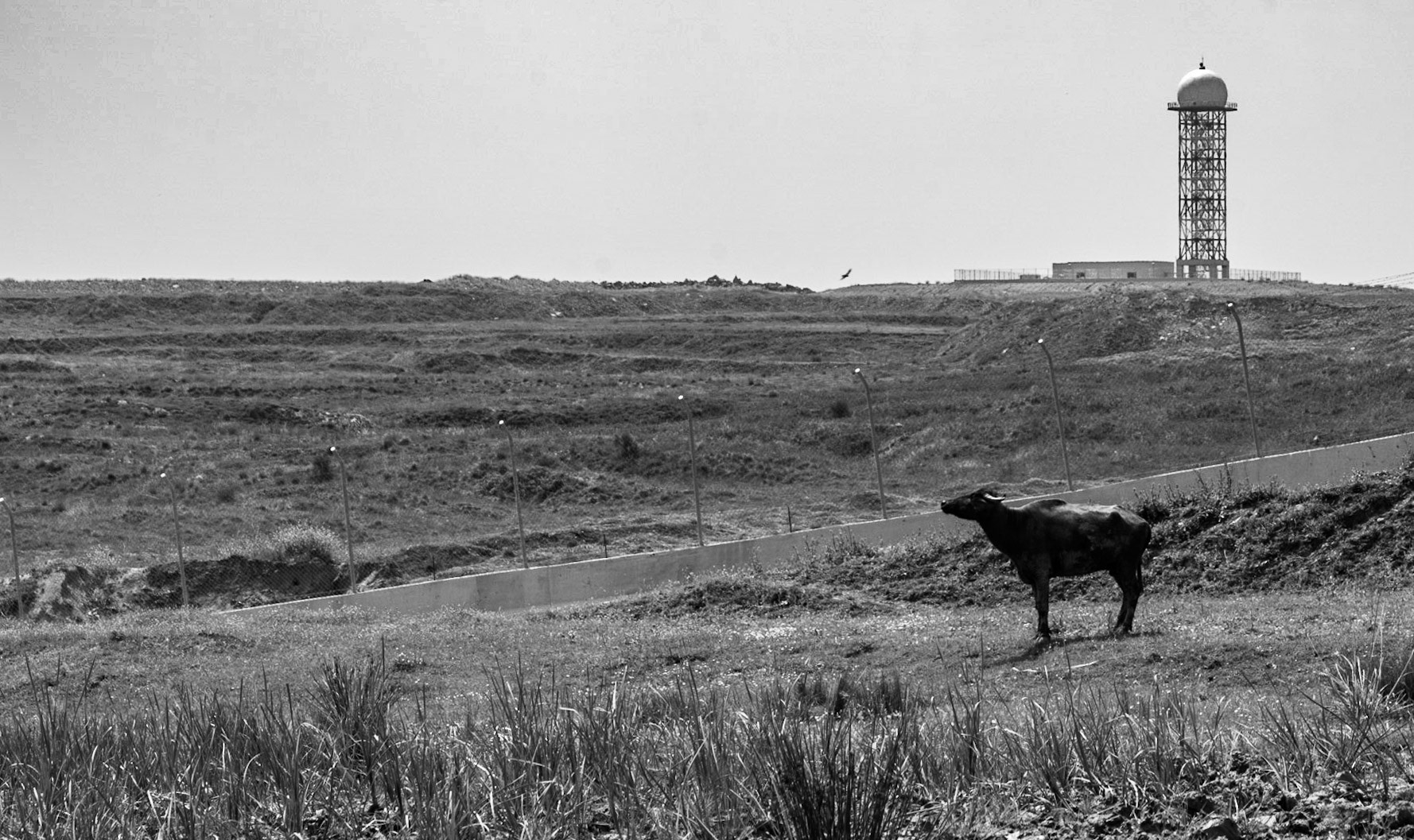 Yeniköy: a water buffalo looks at the airport
