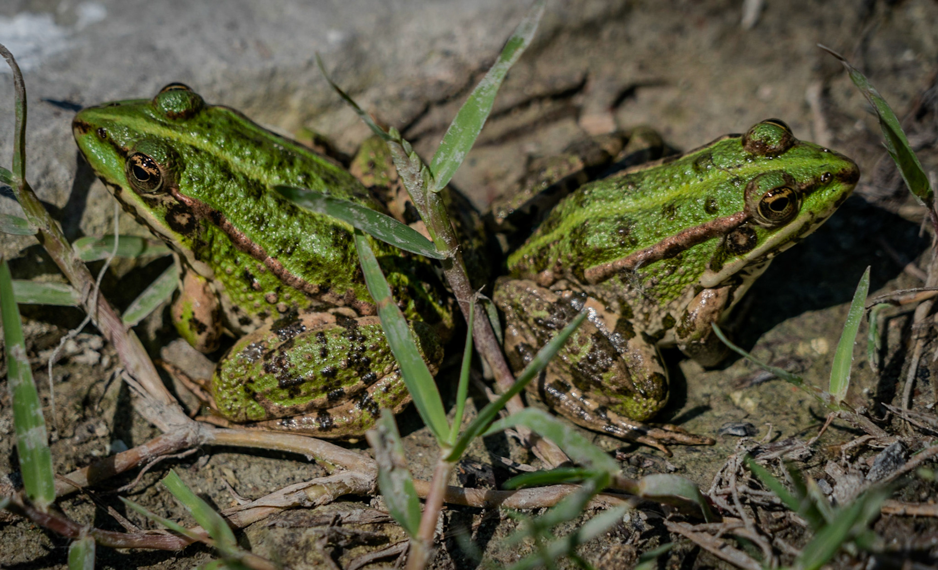 Trikos fort: two Janusine frogs