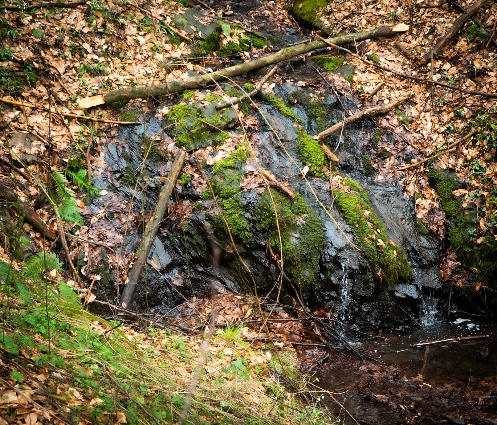 Polonezköy forests: stream and rock
