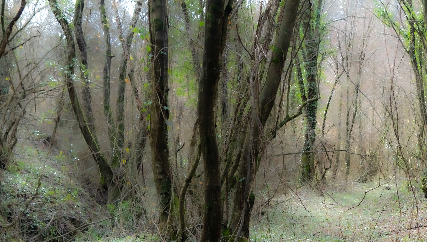 Polonezköy forests: treescape