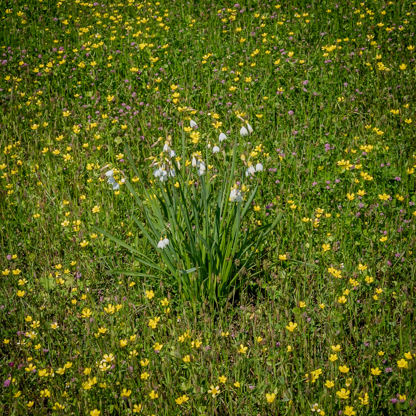the first Sazlıdere flower meadow: loddon lilies
