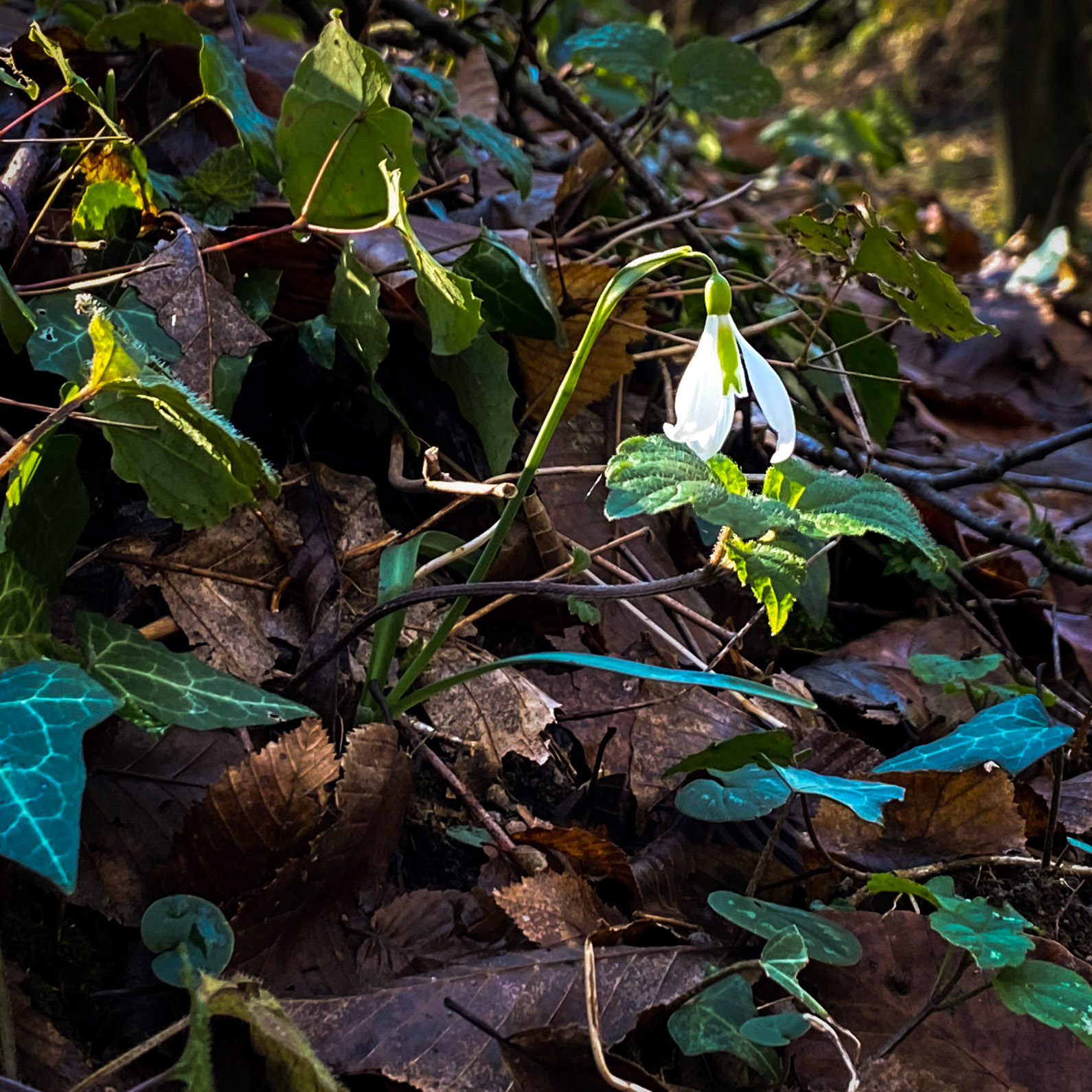 between Cumhuriyet and Polonezköy: an early snowdrop