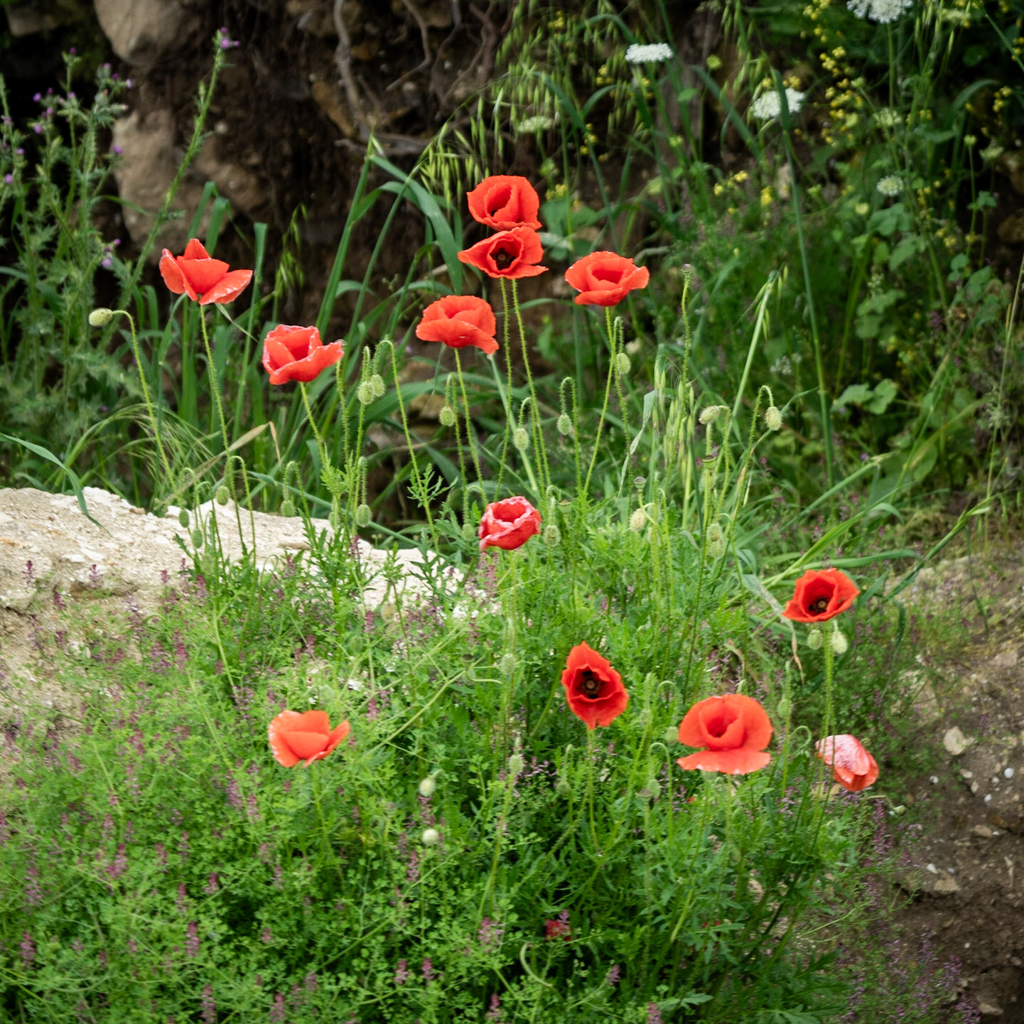 Filiboz ancient site: poppies