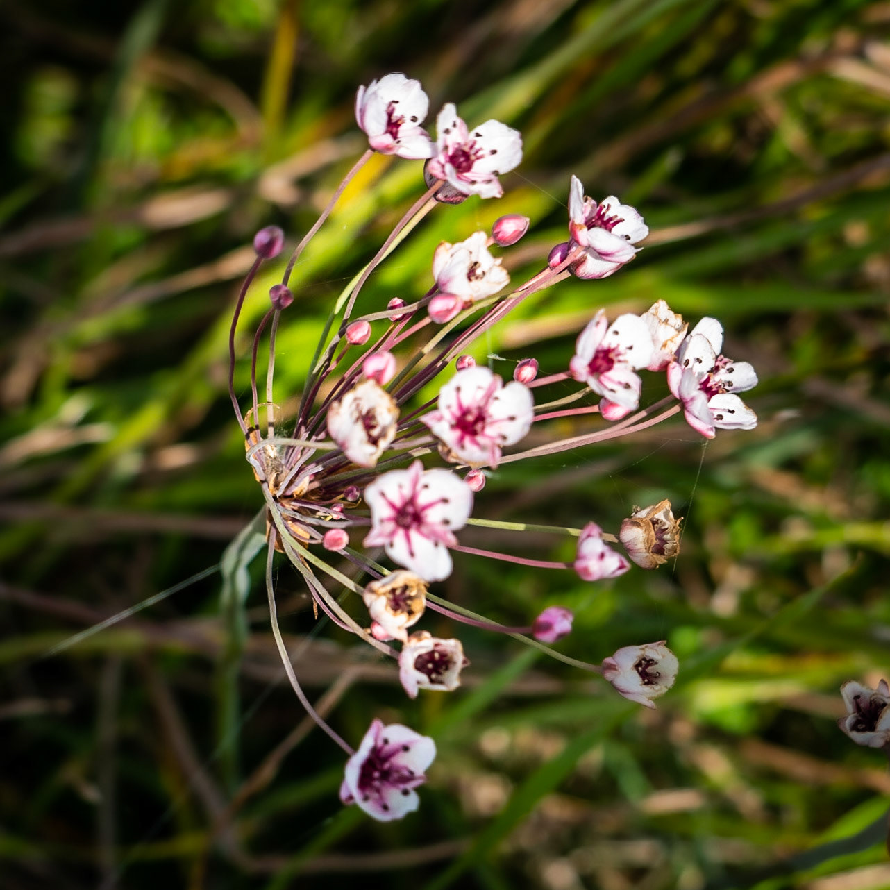 Sazlıdere northern reservoir: white and pink florets