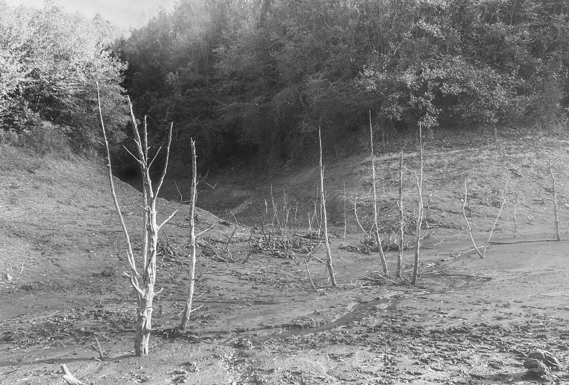 E Mahmut Şevket Paşa: reservoir bed and dead trees