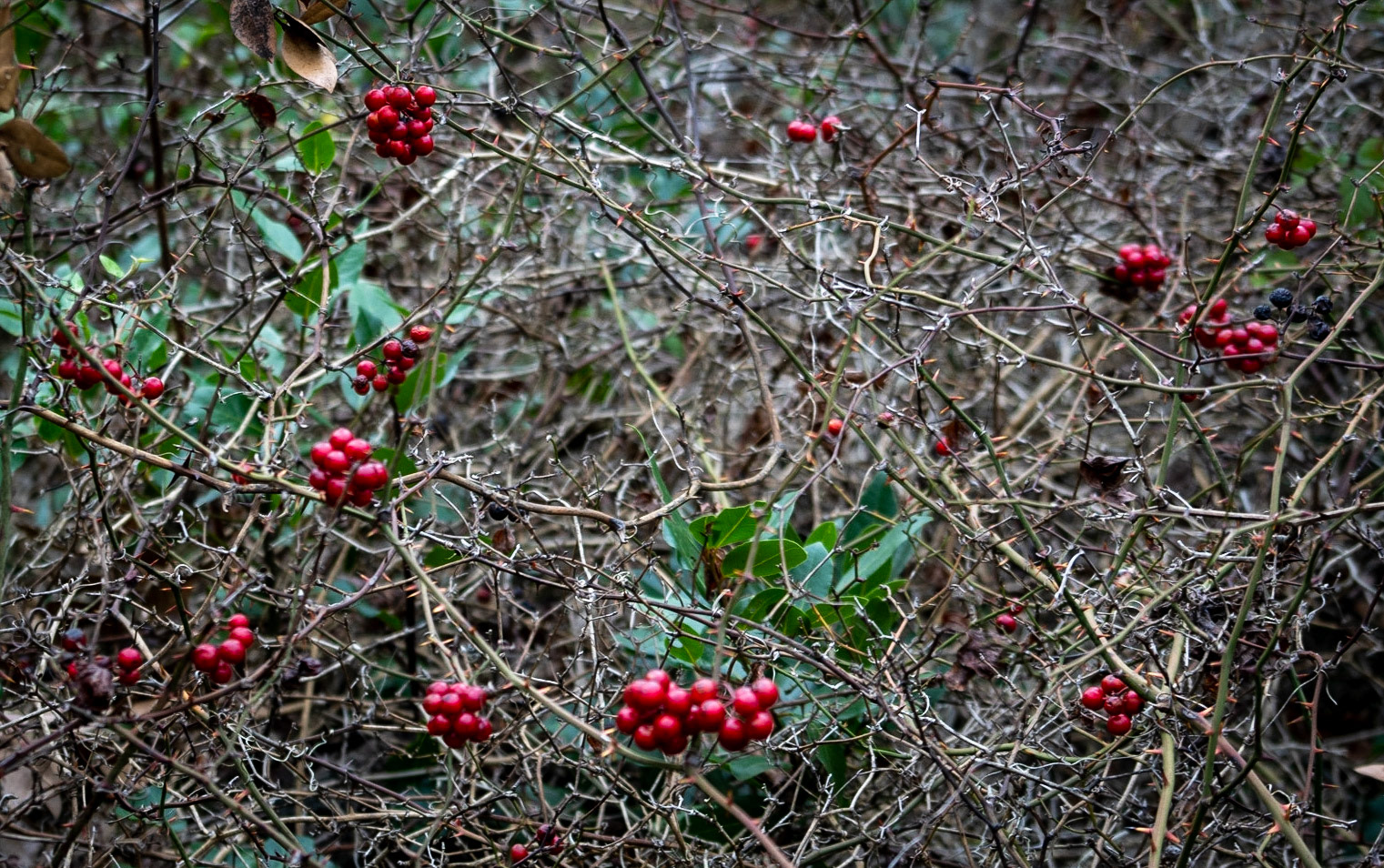 Alibahadır western forest: red smilax berries