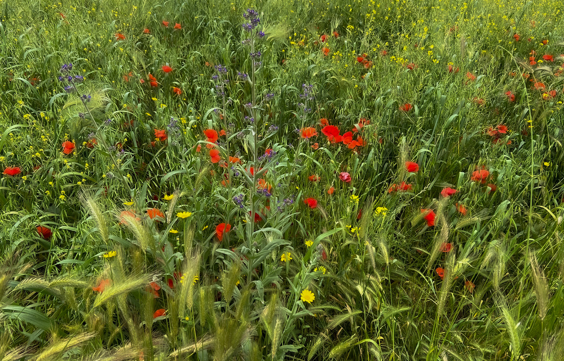 between Filiboz Ottoman quarry and poppy meadow: poppies