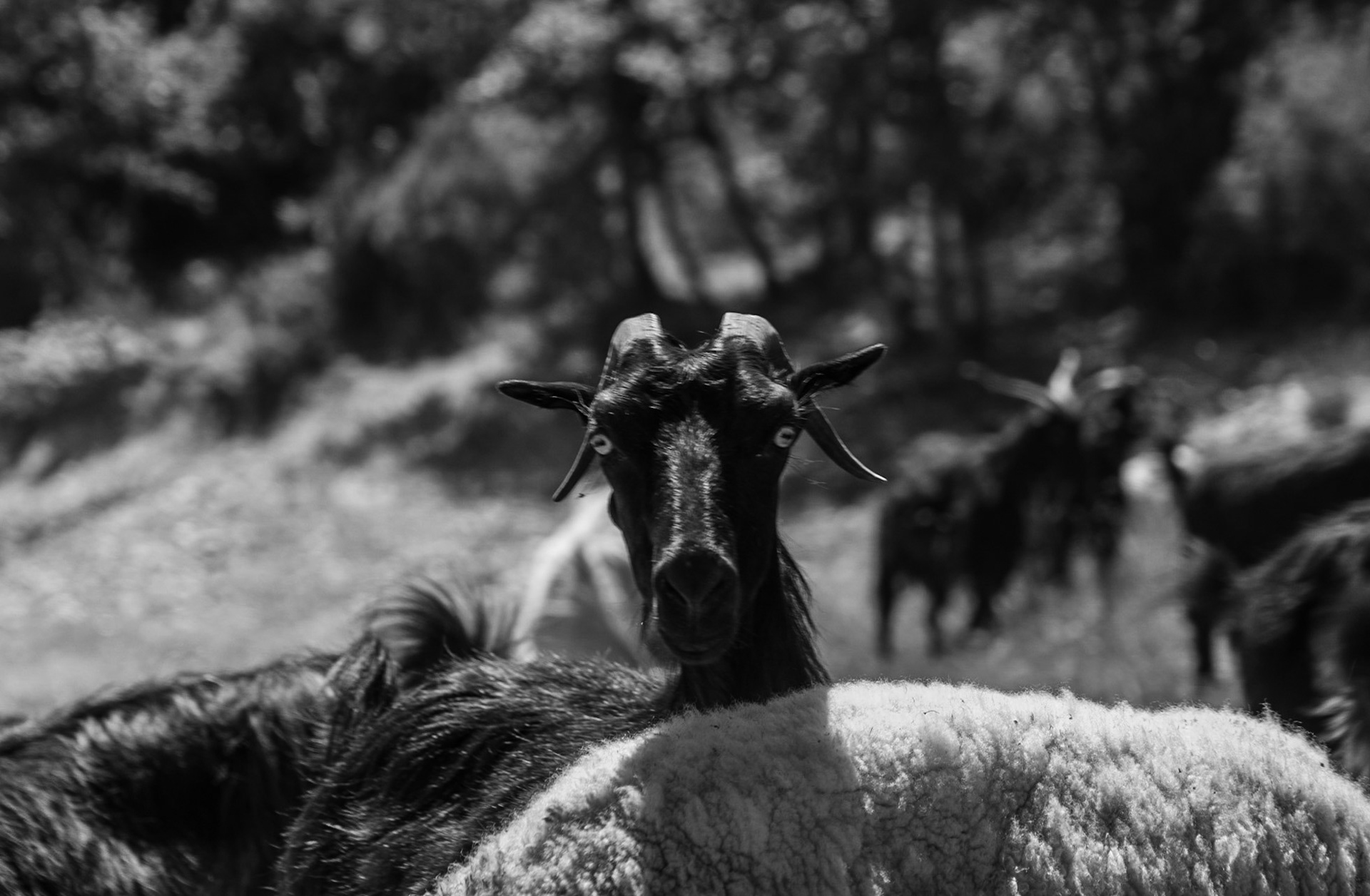 Ömerli shoreline walk: portrait of a goat