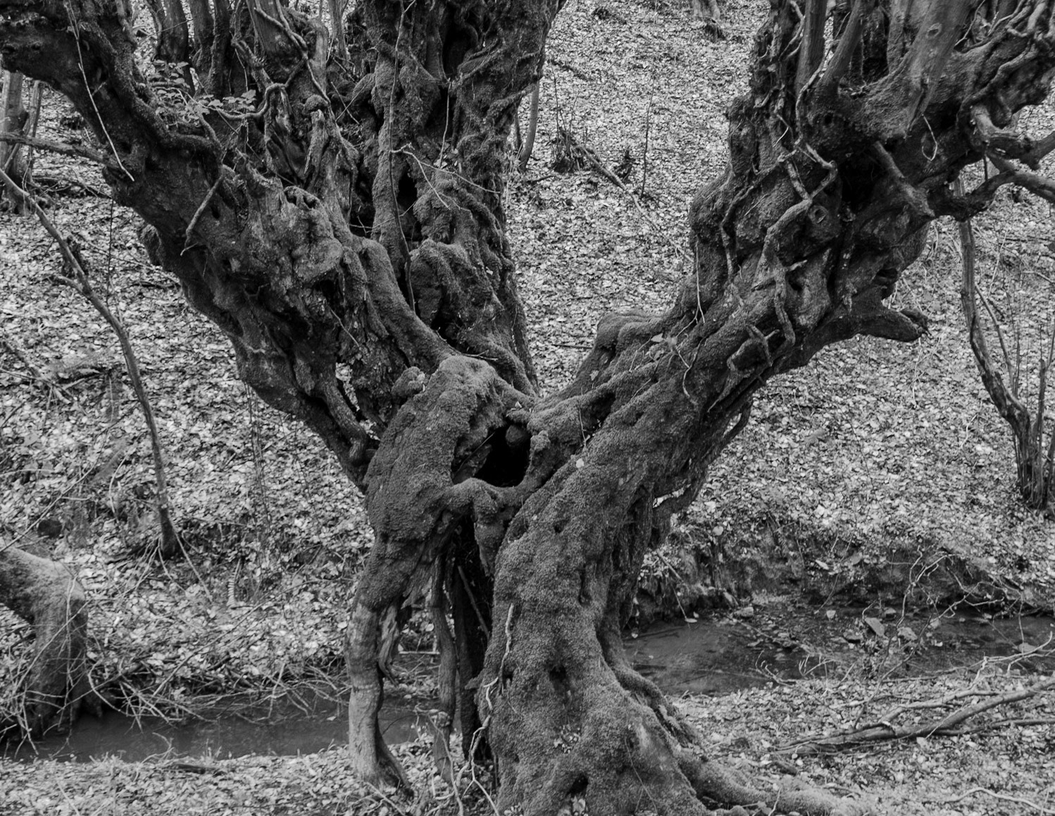 Kozu Deresi valleys: old tree