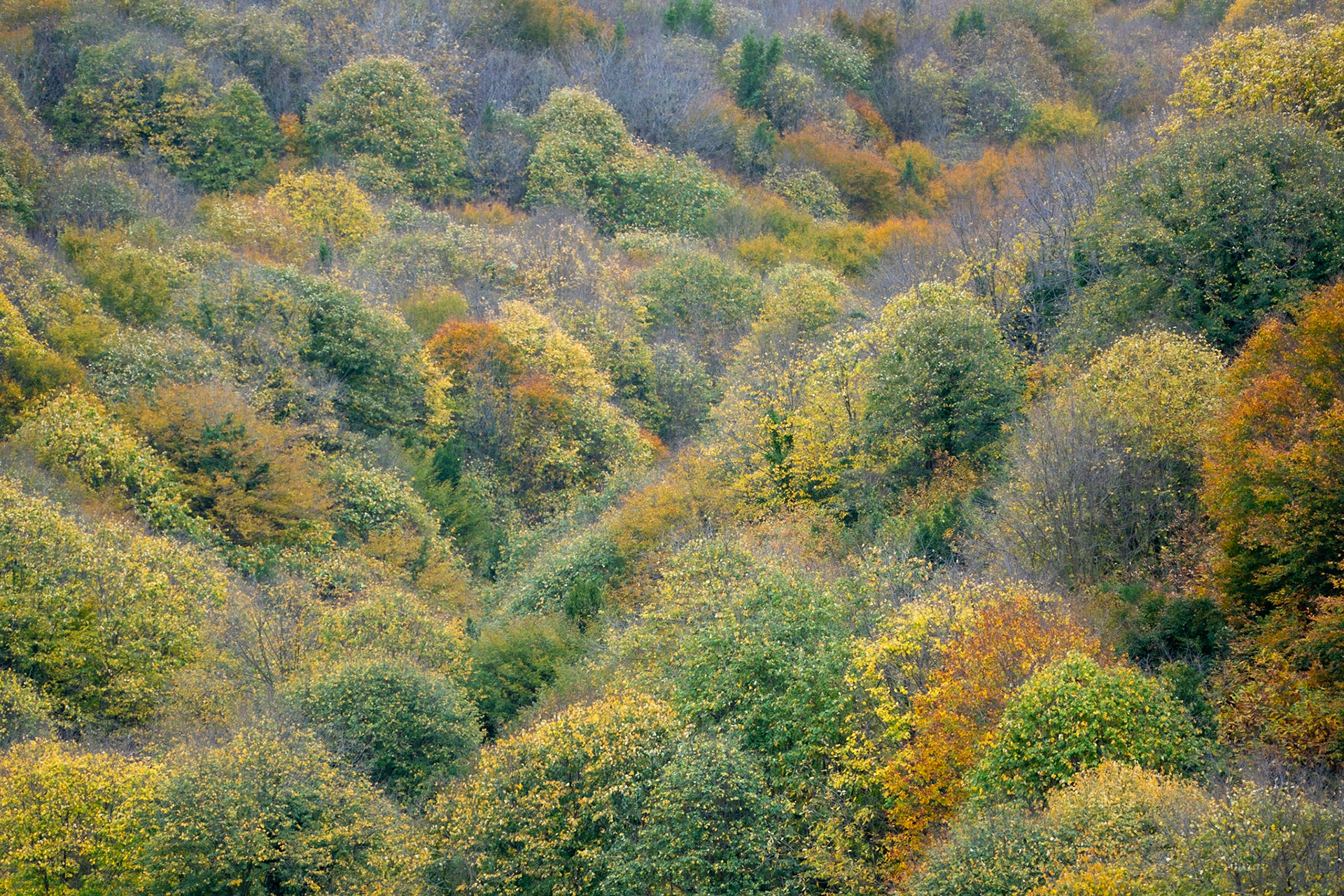 Kaynarca estate: autumn trees