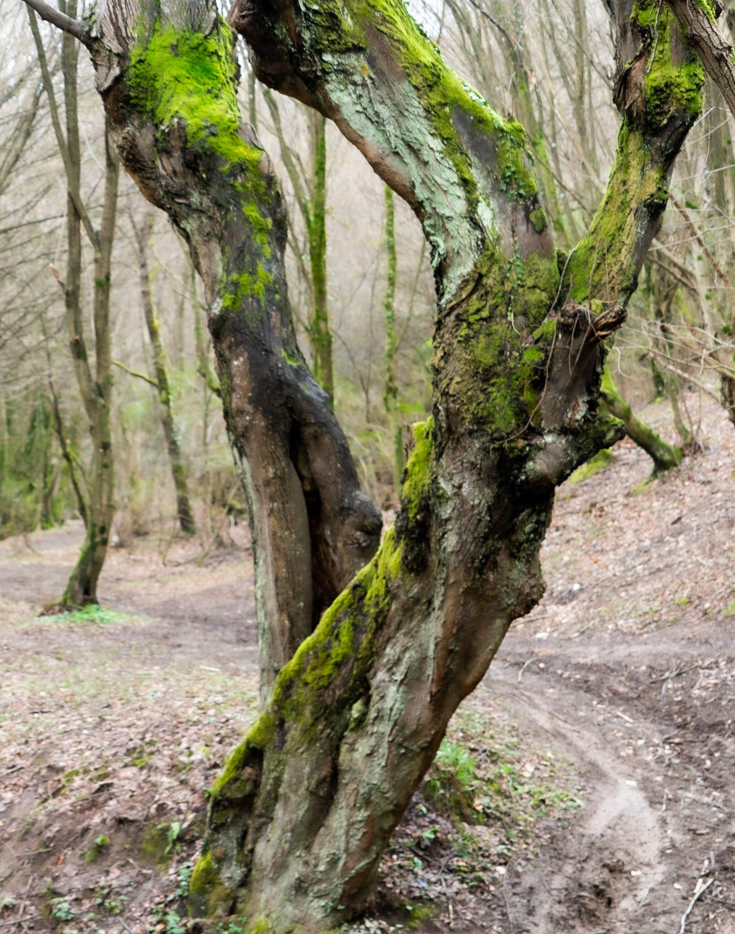 Kozu Deresi valleys: old trees