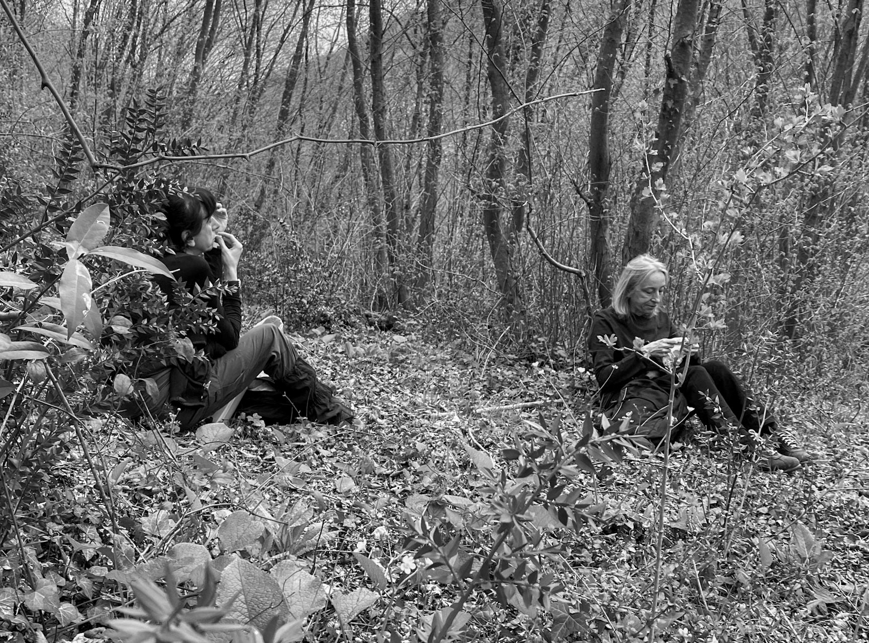 Paşamandıra woodland: lunch break
